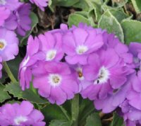 Pale lilac-purple flowers with a white eye.