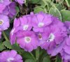 Show product details for Primula marginata Barbara Barker