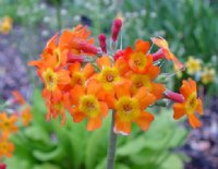 Bunches of orange flowers