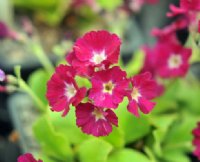 Scarlet red flowers with a white eye.