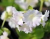 Show product details for Primula marginata Hazel's White