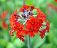 Brick orange red flowers in early summer on stems to 75 cms tall.