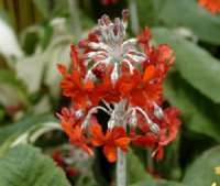 Brick orange red flowers in early summer on stems to 75 cms tall.