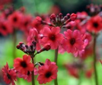 Rich red flowers with a darker eye.
