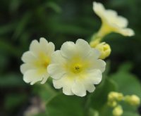 Lemon yellow flowers over pale green foliage.