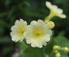Show product details for Primula auricula Lemon Sorbet