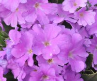 Attractive pinkish lavender flowers in masses.