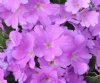 Show product details for Primula Lindum Wedgewood