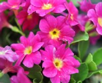 brightest pink flowers