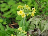 Bright canary yellow flowers in bunches