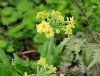 Primula luteola