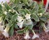 Show product details for Primula marginata Casterino