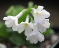 Pure white flowers of a good size.