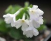 Primula marginata Alba