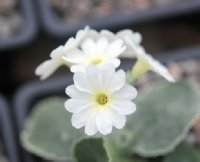 Beautiful clean white flowers.