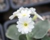 Show product details for Primula marginata Anwen