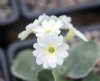 Primula marginata A...