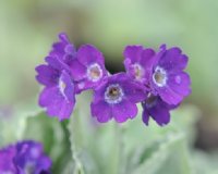 Deep purple flowers with a white eye