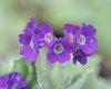 Primula marginata B...