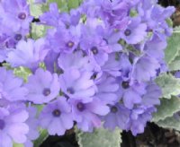 nice lavender purple flowers