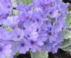 Show product details for Primula marginata Caerulea