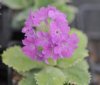 Show product details for Primula marginata Drakes Form