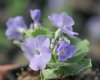 Primula marginata E...