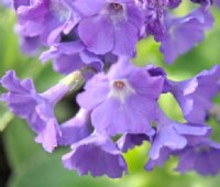 Nice soft blue flowers and lightly serrated foliage.