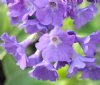 Show product details for Primula marginata Herb Dickson