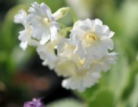 Clean white flowers.