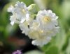 Primula marginata H...