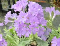 Lavender pink flowers