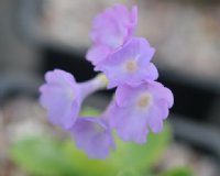 Pinkish lavender flowers