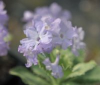 nice pale lavender purple flowers
