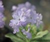 Show product details for Primula marginata Jenkins Variety