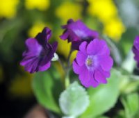 Deepest purple flowers with a paler eye.