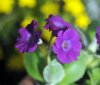 Show product details for Primula marginata Mylene