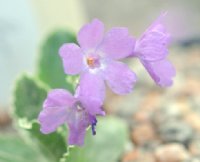 Serrated foliage and lilac pink flowers.