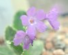 Show product details for Primula marginata Rosea