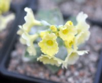 Pale yellow flowers and grey foliage