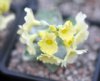 Show product details for Primula marginata Susan Tindall