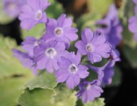 Lovely blue flowers.