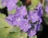 Show product details for Primula marginata Viv