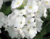 Show product details for Primula marginata White Lady