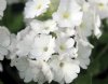 Primula marginata W...