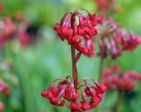 Crimson red flowers on rigid stems over lanceolate foliage.