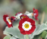 Red and white flowers over pale green foliage.