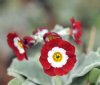 Primula auricula Mo...