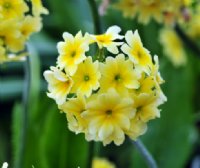 Bright yellow flowers in bunches.