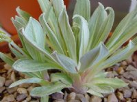 Lanceolate grey green foliage